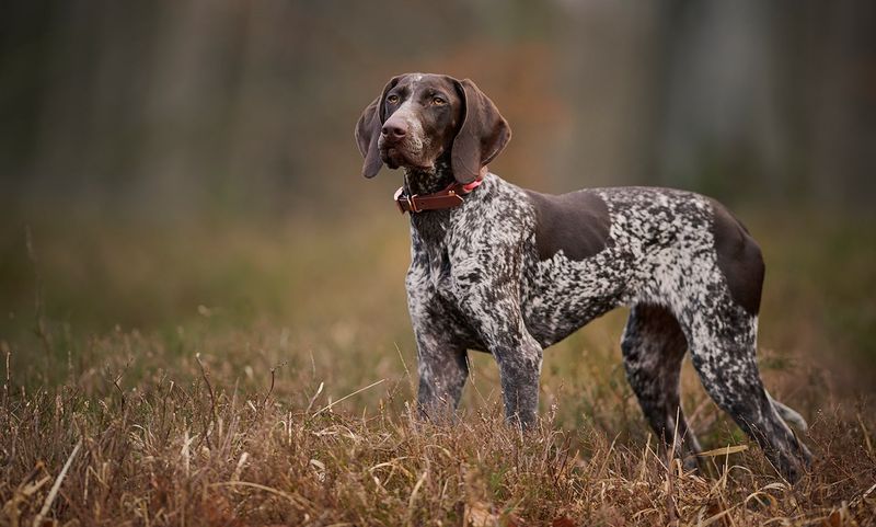 German Shorthaired Pointer