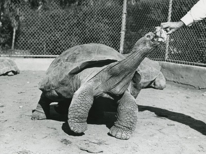 Gerty the Giant Tortoise