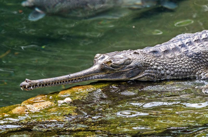 Gharial