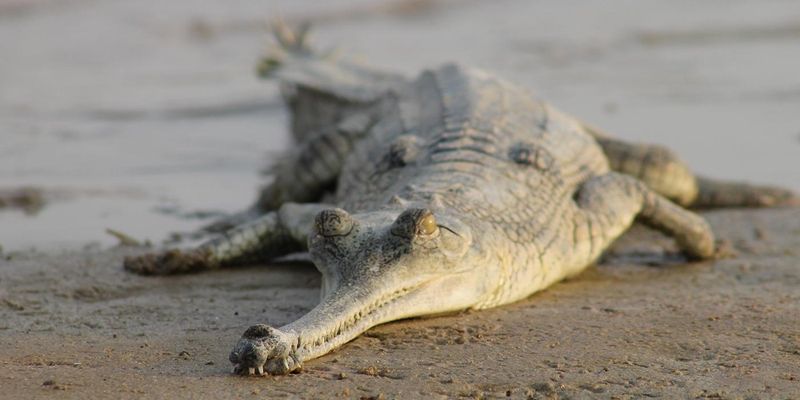 Gharial