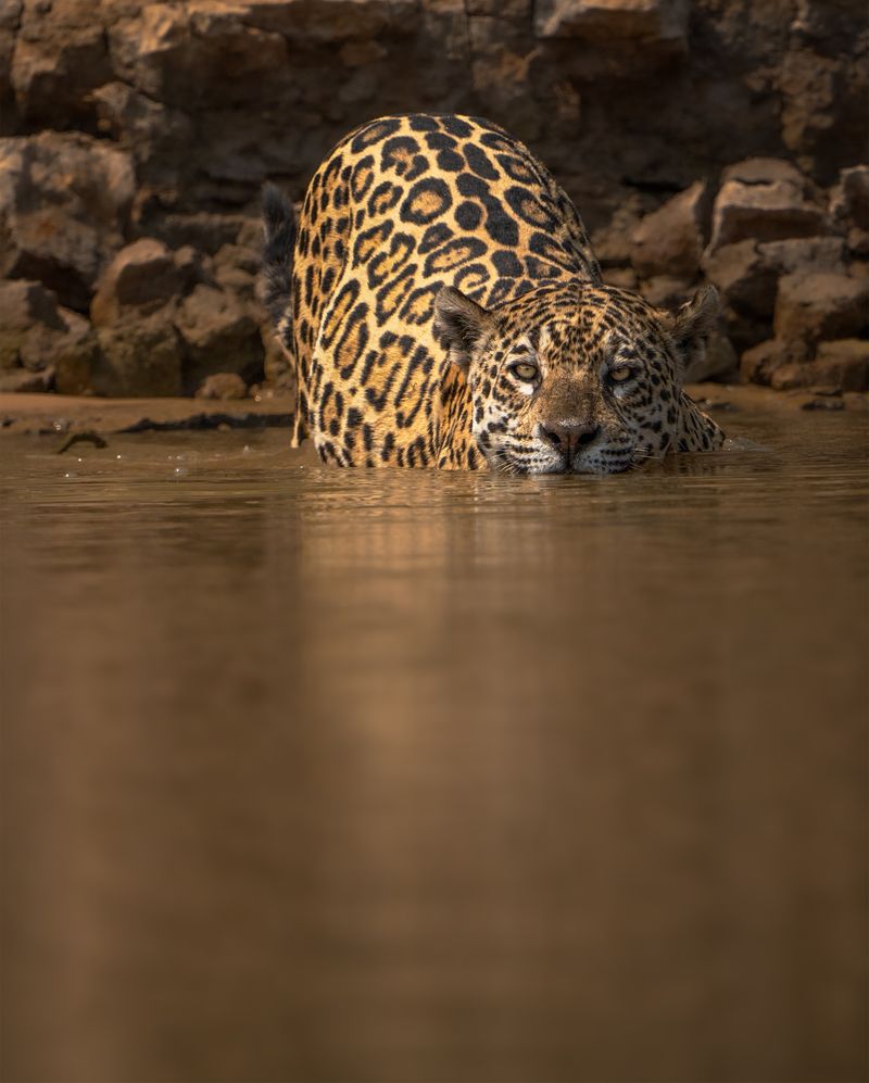 Ghost Jaguar of the Amazon