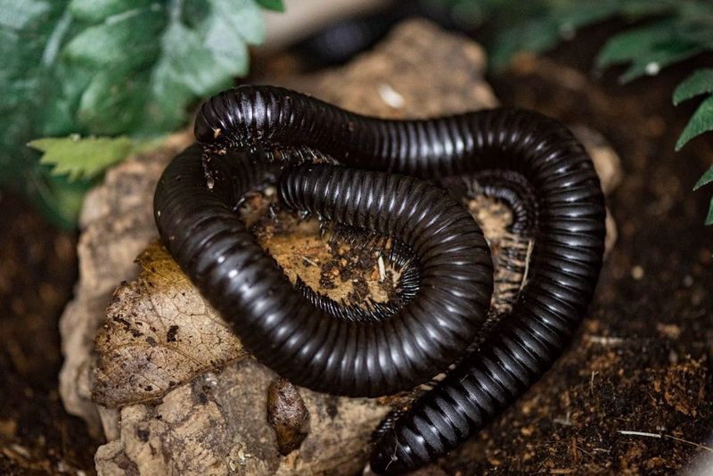 Giant African Millipede