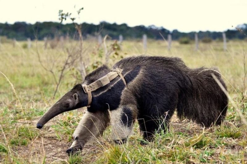 Giant Anteater