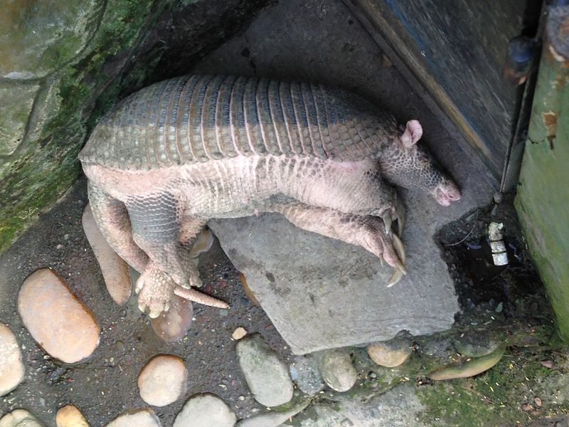 Giant Armadillo