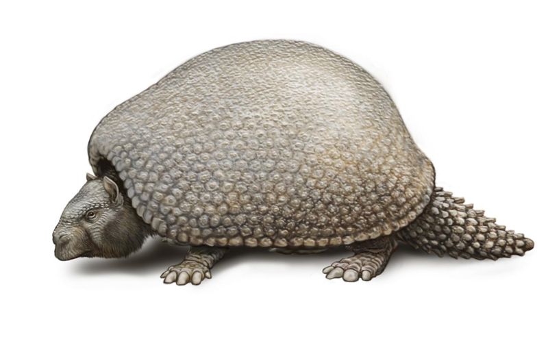 Giant Armadillo