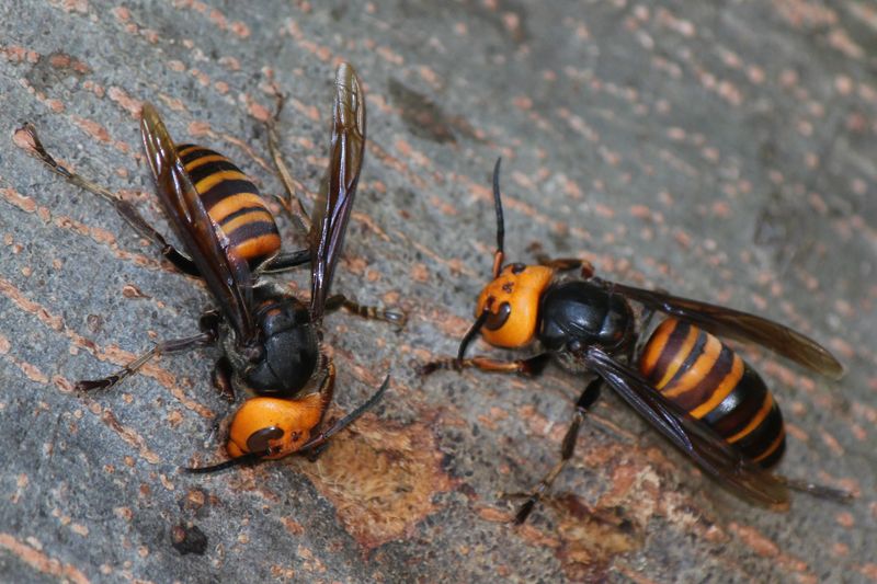 Giant Asian Hornet