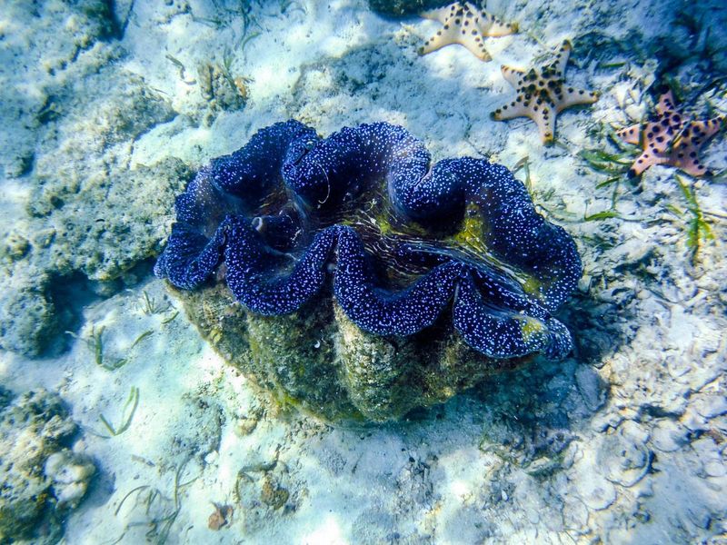 Giant Clam