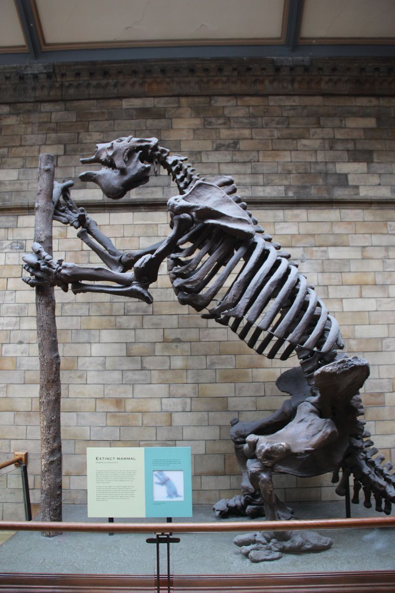 Giant Ground Sloth (Megatherium)