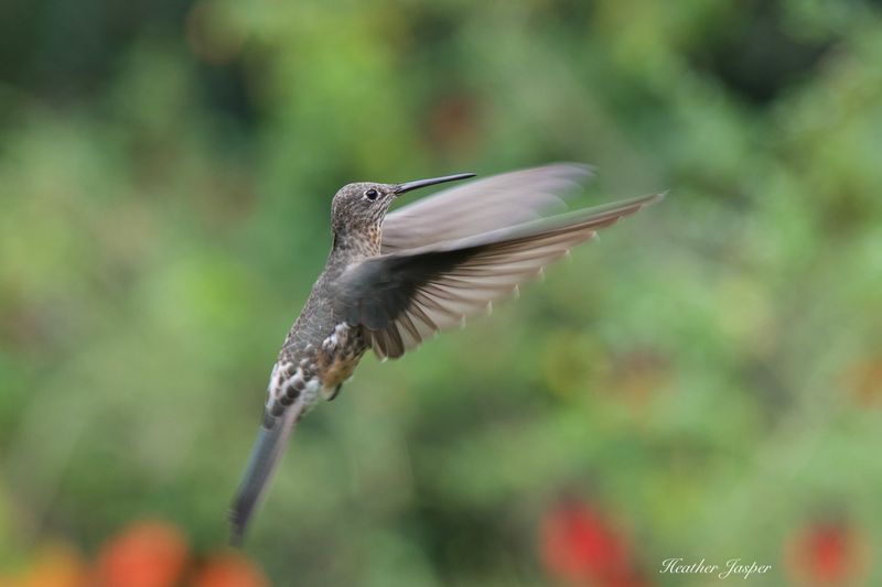 Giant Hummingbird