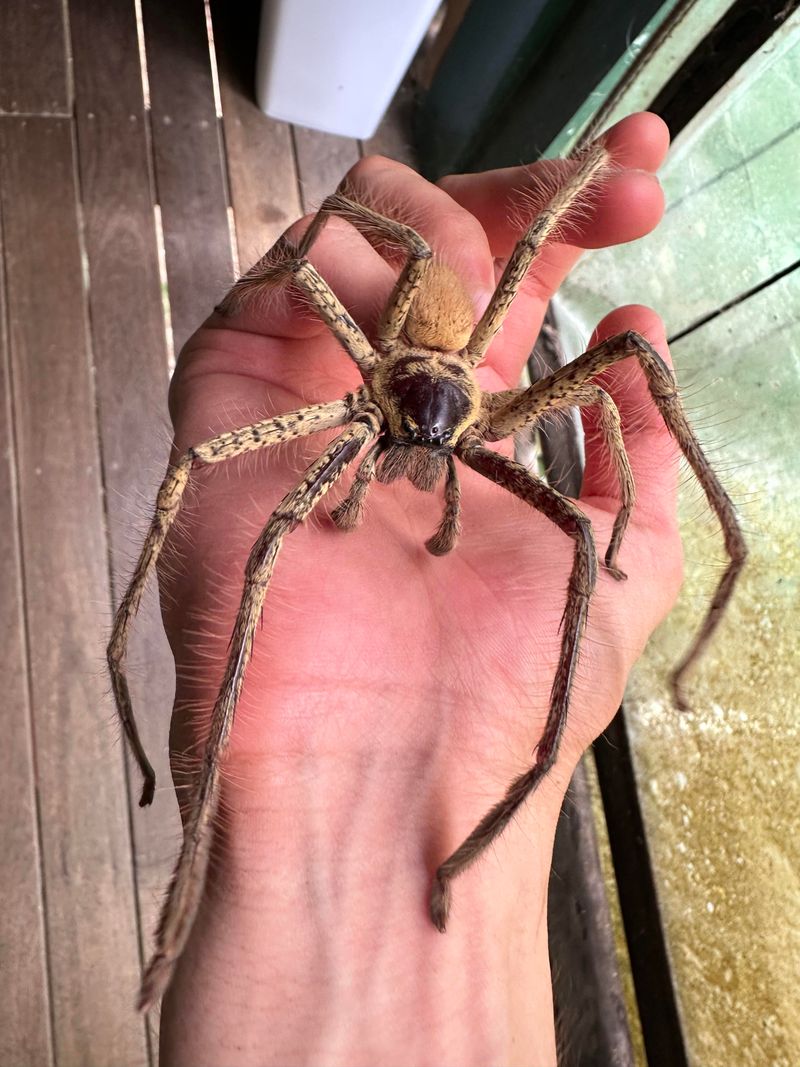 Giant Huntsman Spider