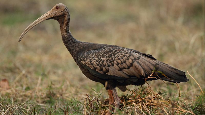 Giant Ibis