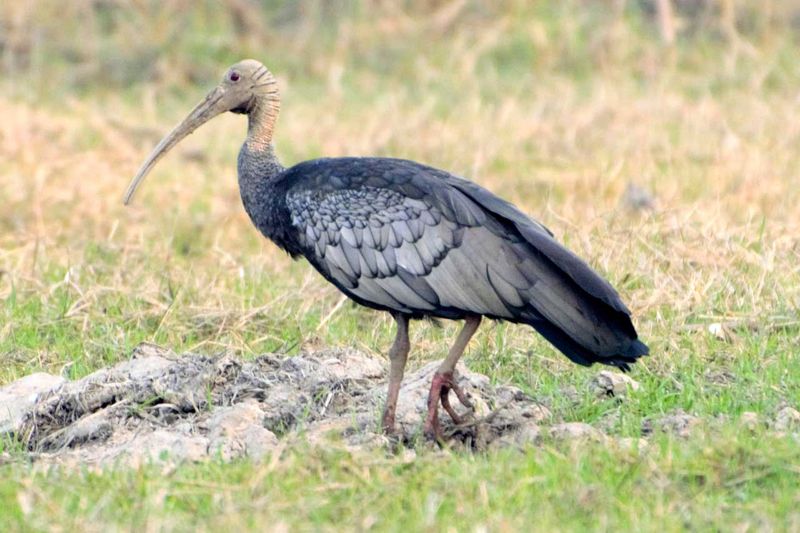 Giant Ibis