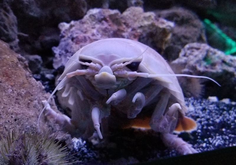 Giant Isopod