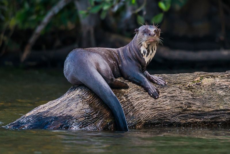 Giant Otter