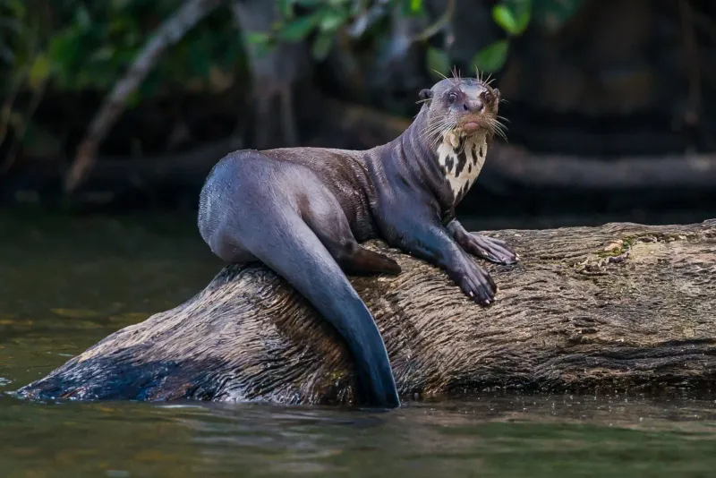 Giant Otter