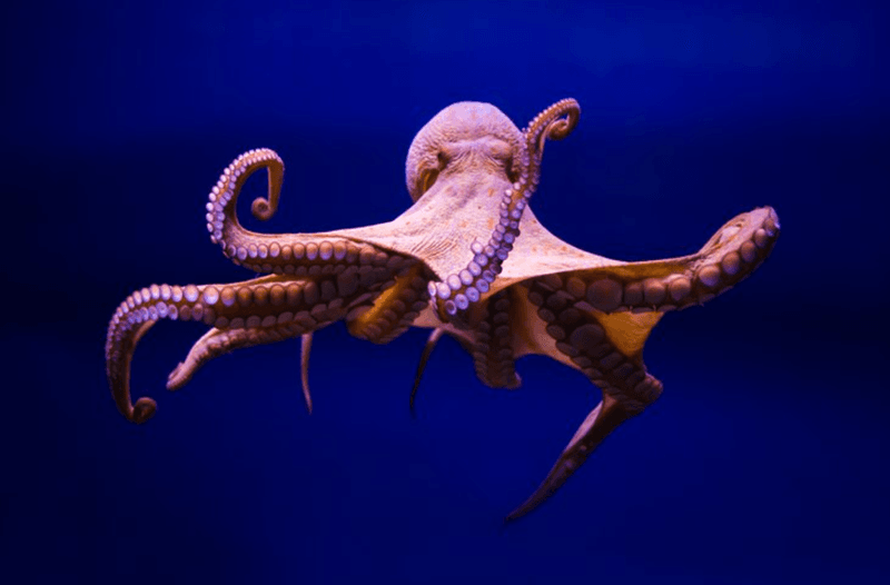 Giant Pacific Octopus