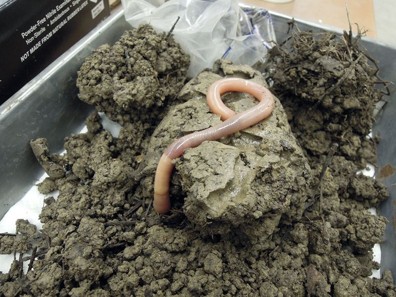 Giant Palouse Earthworm