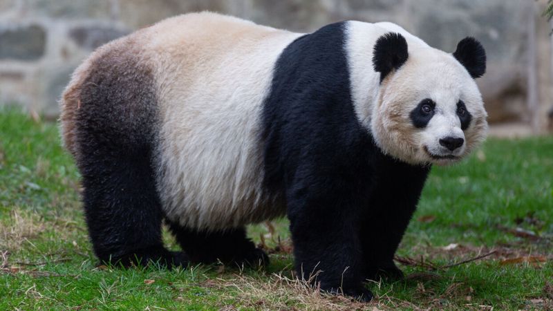 Giant Panda