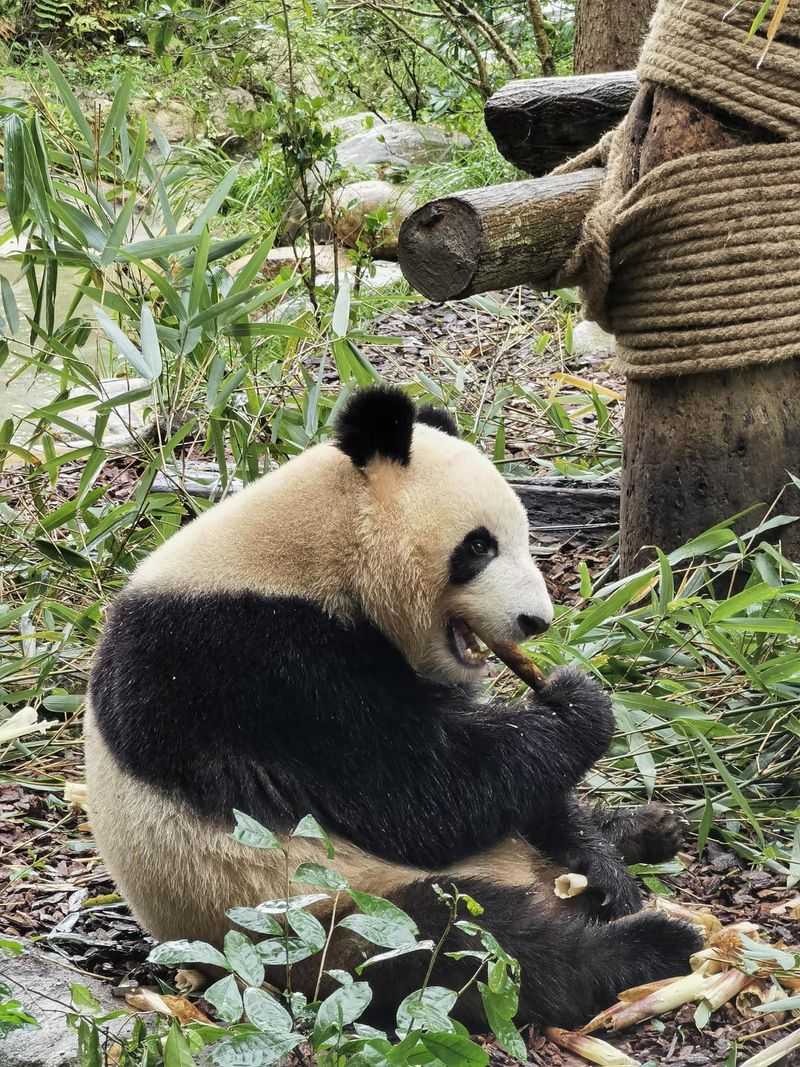 Giant Panda