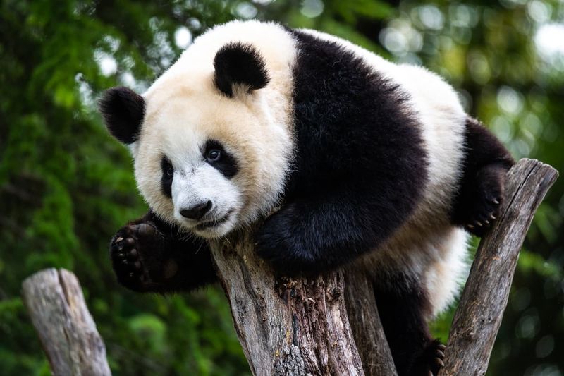 Giant Panda