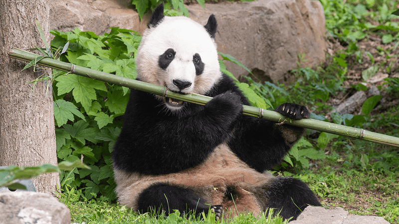 Giant Panda