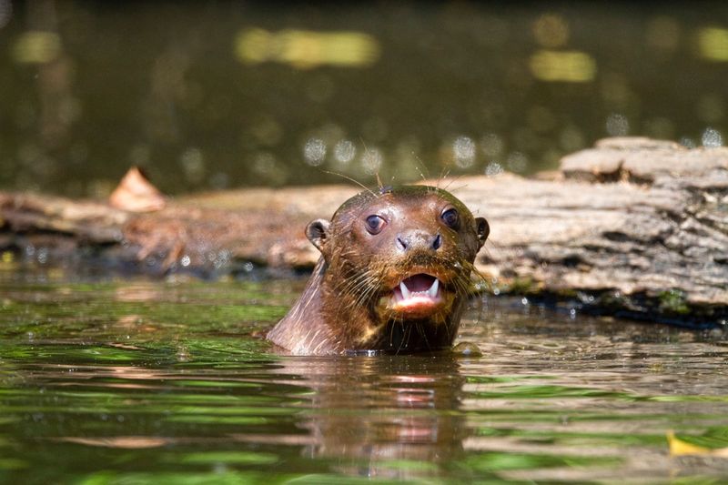 Giant River Otter