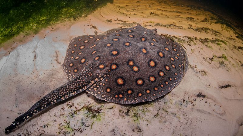 Giant River Stingray