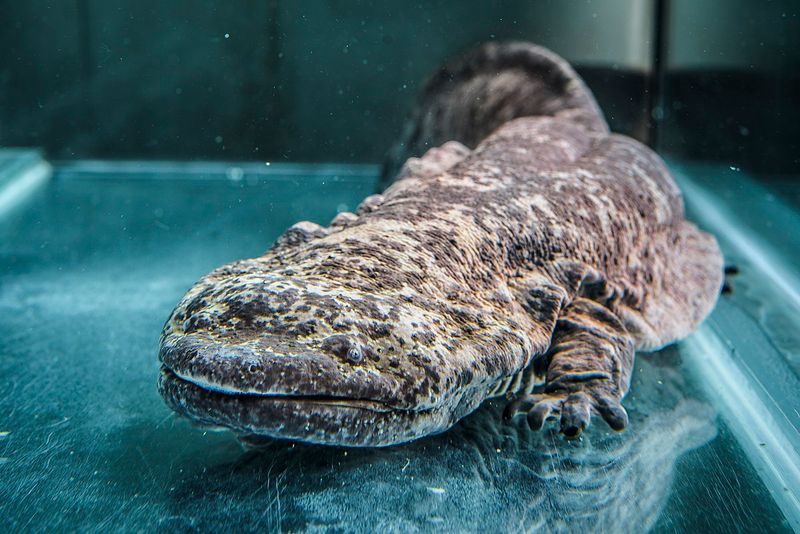 Giant Salamander