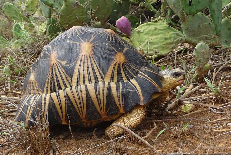 Giant the Radiated Tortoise