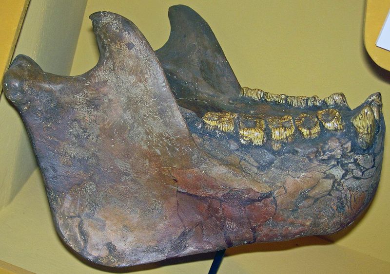 Gigantopithecus Jaw