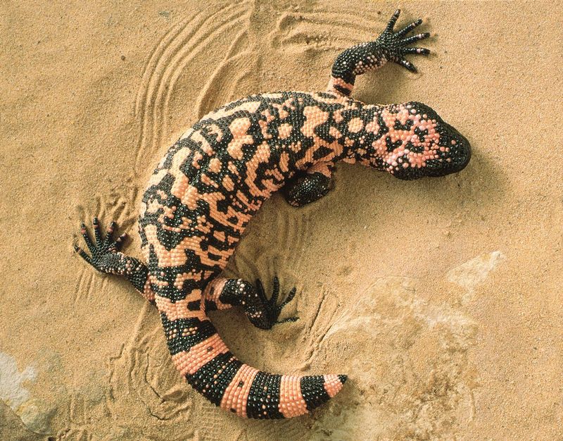 Gila Monster