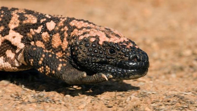 Gila Monster