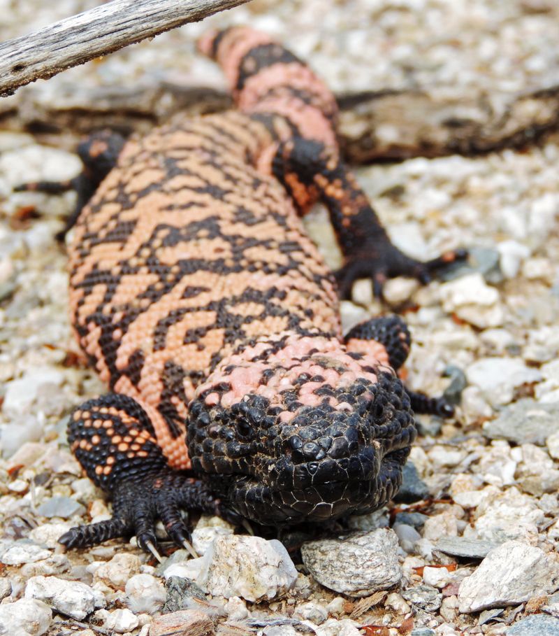 Gila Monster