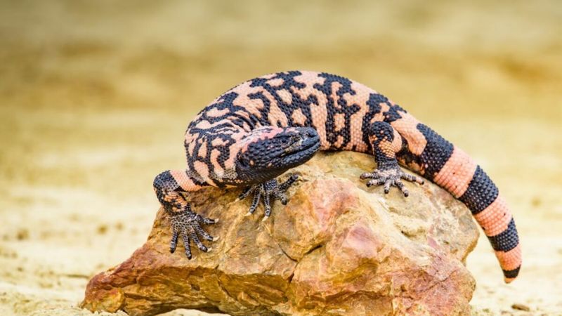 Gila Monster