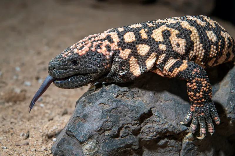 Gila Monster's Fat Storage