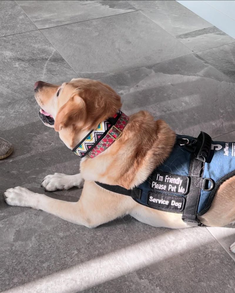 Ginger the Cancer Detection Dog