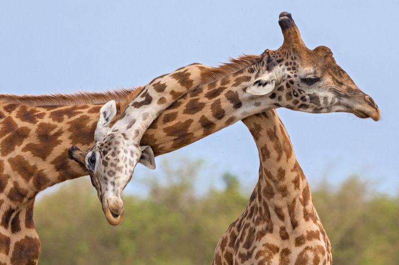 Giraffe's Neck Fighting