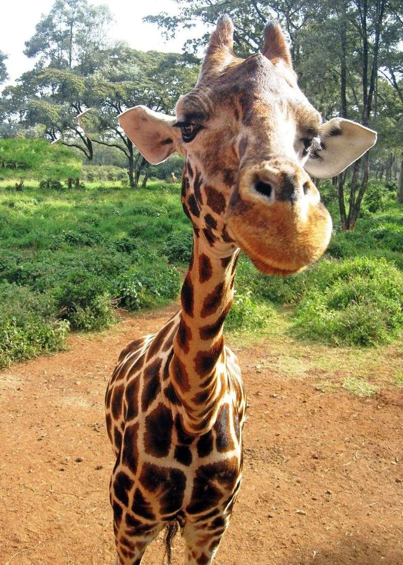 Giraffe