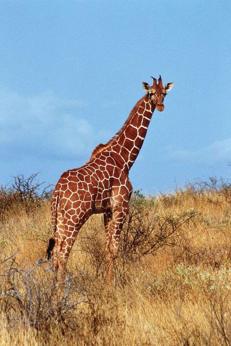 Giraffe