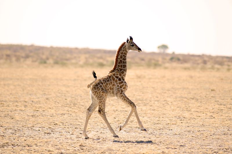 Giraffe Calf