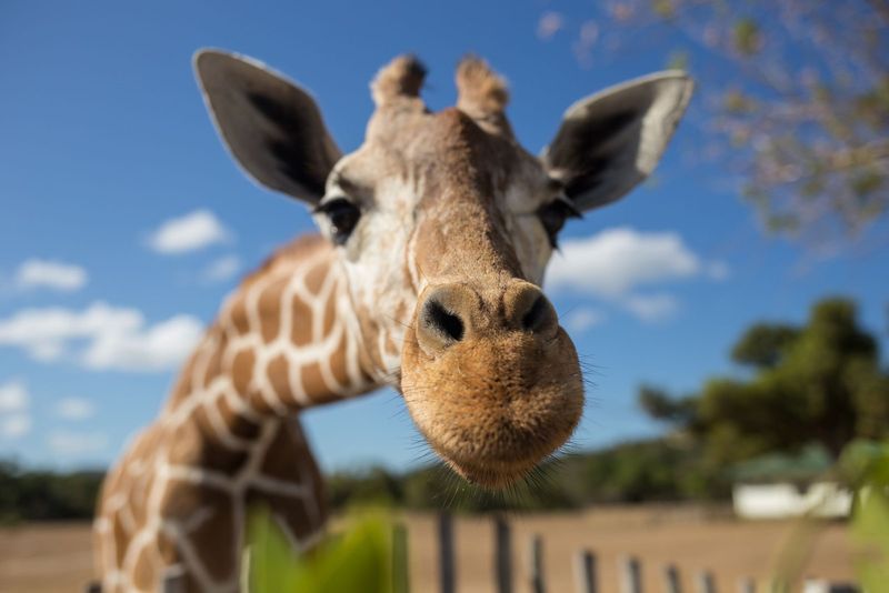 Giraffe Neck Anatomy