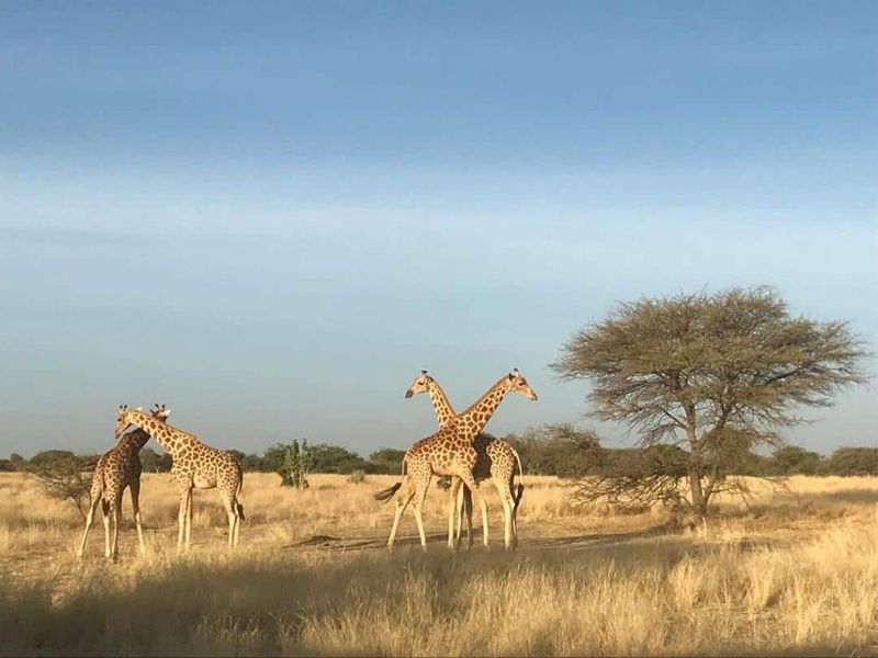 Giraffe Safety Zones - Kenya