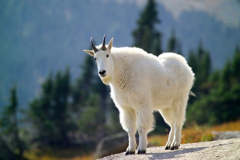 Glacier National Park