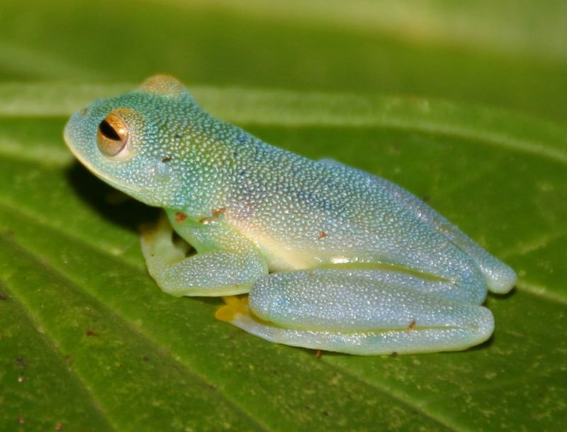 Glass Frog