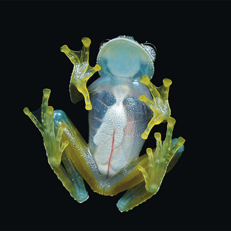 Glass Frog