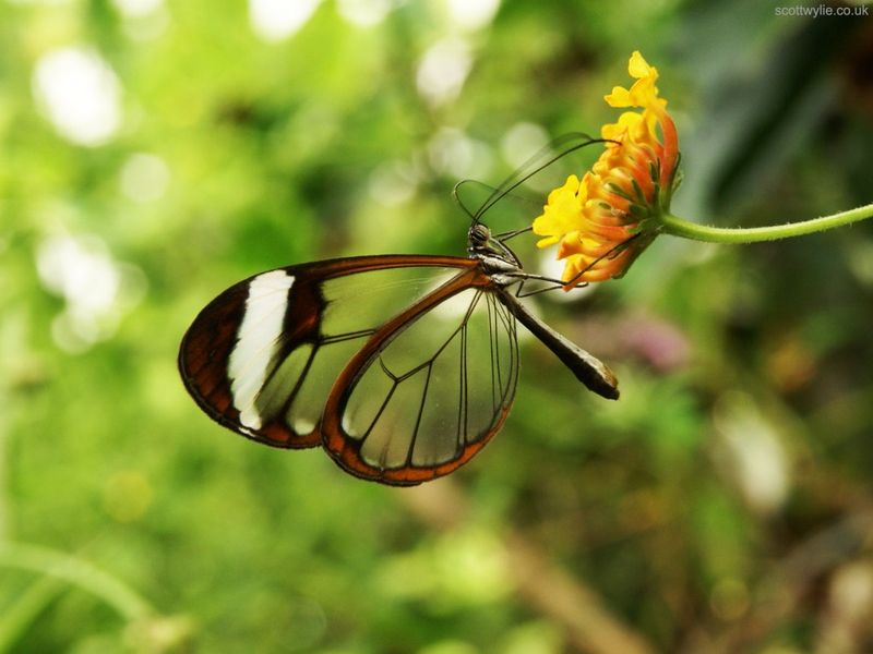 Glasswing Butterfly