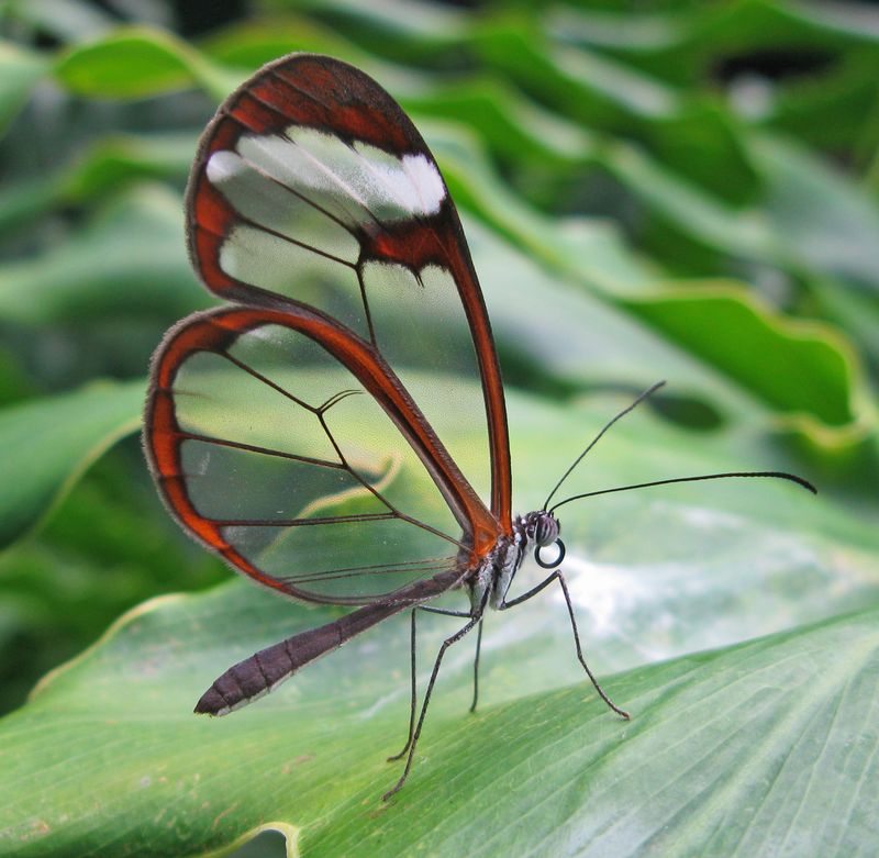 Glasswing Butterfly