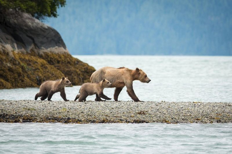 Glendale Cove, Knight Inlet, British Columbia