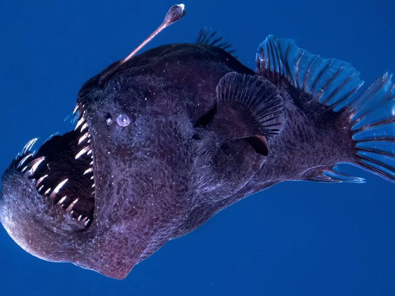 Glow-In-The-Dark Anglerfish