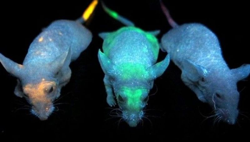 Glow-in-the-Dark Mice